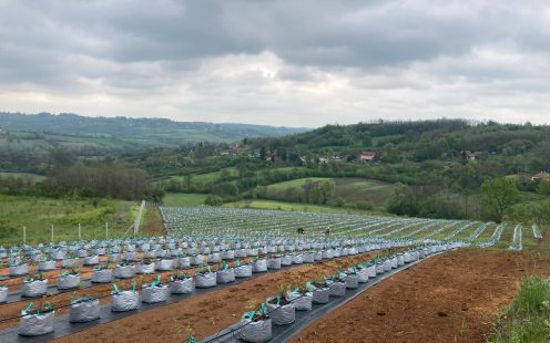 Complete-Solution-for-Blueberry-Irrigation