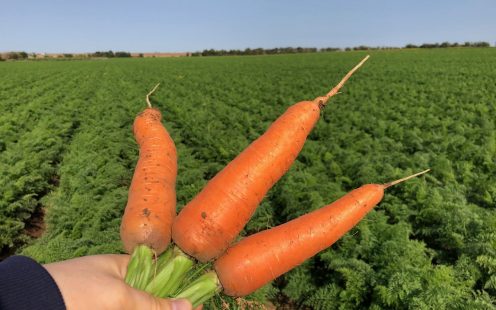 Pipelife-flat-drip-line-carrots-Russia2