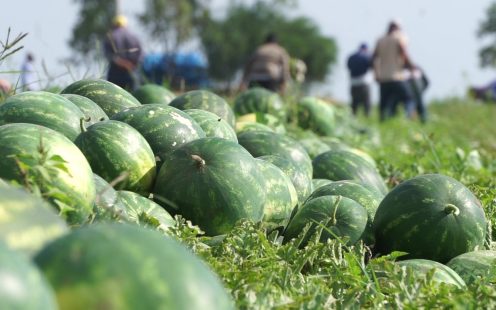 Harvest, Adana, Turkey