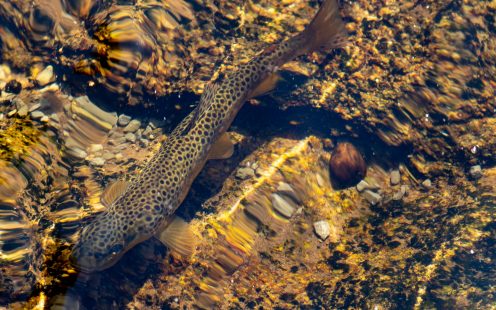 Brown trout in the water
